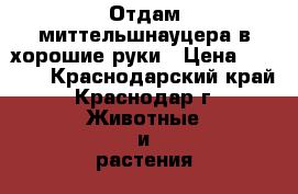 Отдам миттельшнауцера в хорошие руки › Цена ­ 5 000 - Краснодарский край, Краснодар г. Животные и растения » Собаки   . Краснодарский край,Краснодар г.